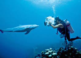 Image result for Durley Dolphin Diver