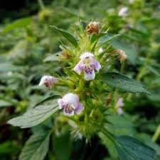 Attēlu rezultāti vaicājumam “Galeopsis tetrahit flower”