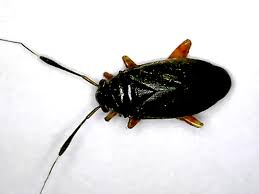 Attēlu rezultāti vaicājumam “Capsus ater”