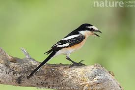 Image result for Lanius nubicus