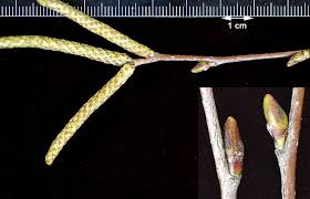 Attēlu rezultāti vaicājumam “Betula pendula”