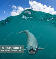 Image result for Eubalaena glacialis