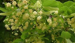 Attēlu rezultāti vaicājumam “Krynickillus melanocephalus”