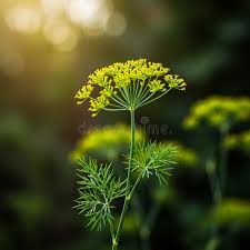 Attēlu rezultāti vaicājumam “Anethum graveolens leaf”