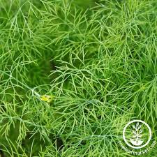 Attēlu rezultāti vaicājumam “Anethum graveolens leaf”