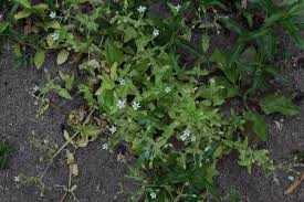 Attēlu rezultāti vaicājumam “Myosoton aquaticum”