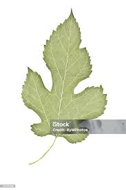 Attēlu rezultāti vaicājumam “Morus alba leaf”