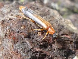 Attēlu rezultāti vaicājumam “Tetratoma ancora”