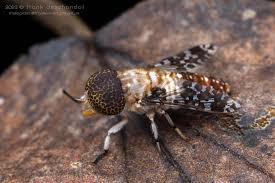 Attēlu rezultāti vaicājumam “Brachycera”