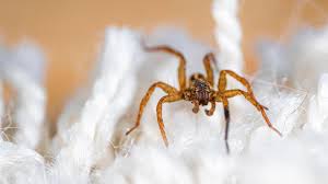 Image result for spider