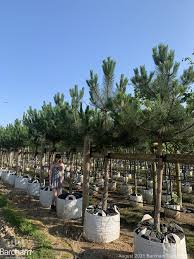 Attēlu rezultāti vaicājumam “Pinus nigra fruit”