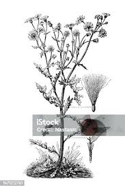 Attēlu rezultāti vaicājumam “Senecio vernalis”