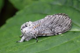 Attēlu rezultāti vaicājumam “Cerura vinula”