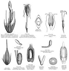 Attēlu rezultāti vaicājumam “Plantago uniflora”