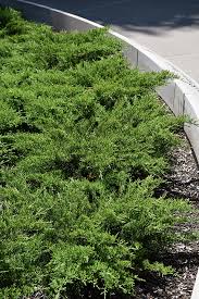 Attēlu rezultāti vaicājumam “Juniperus sabina”