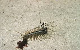 Attēlu rezultāti vaicājumam “Chilopoda”