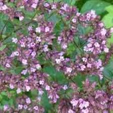 Image result for Majoran