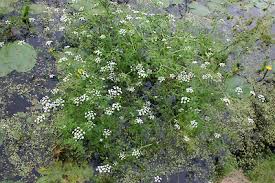 Attēlu rezultāti vaicājumam “Oenanthe aquatica flower”