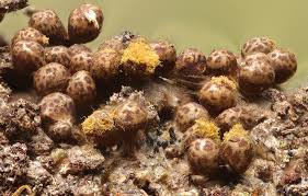 Attēlu rezultāti vaicājumam “Trichia ambigua”