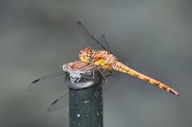 Attēlu rezultāti vaicājumam “Sympetrum sanguineum female”