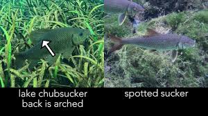 Image result for Minytrema melanops