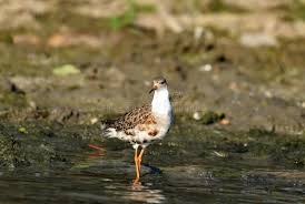 Attēlu rezultāti vaicājumam “Philomachus pugnax adult”
