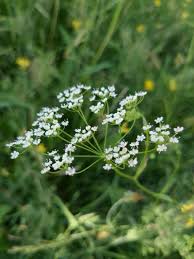 Image result for Pimpinella saxifraga