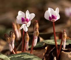 Image result for Cyclamen persicum