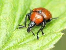 Attēlu rezultāti vaicājumam “Attelabus nitens”