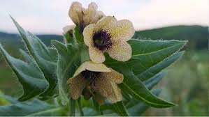 Attēlu rezultāti vaicājumam “Hyoscyamus niger”