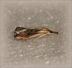 Attēlu rezultāti vaicājumam “Catoptria verellus”