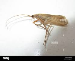 Attēlu rezultāti vaicājumam “Phryganeidae”