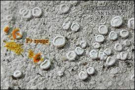 Attēlu rezultāti vaicājumam “Lecanora albella”