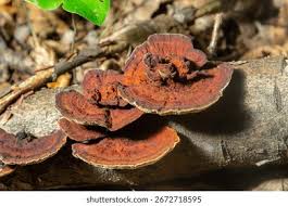 Attēlu rezultāti vaicājumam “Cribraria rubiginosa macro”