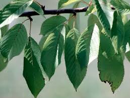 Attēlu rezultāti vaicājumam “Padus avium leaf”