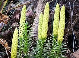 Attēlu rezultāti vaicājumam “Dianema nivale sessile”