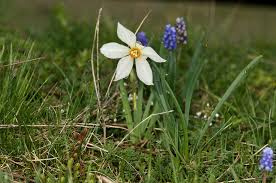 Attēlu rezultāti vaicājumam “Narcissus poeticus”