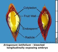 Attēlu rezultāti vaicājumam “Eriophorum latifolium fruit”