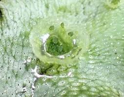 Attēlu rezultāti vaicājumam “Barbilophozia lycopodioides macro”