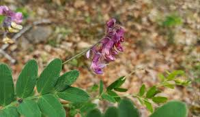Attēlu rezultāti vaicājumam “Lathyrus niger”