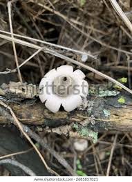 Attēlu rezultāti vaicājumam “Geastrum”