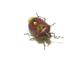 Attēlu rezultāti vaicājumam “Dolycoris baccarum”