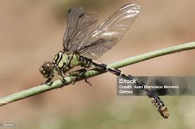 Attēlu rezultāti vaicājumam “Onychogomphus forcipatus”