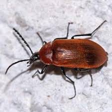 Attēlu rezultāti vaicājumam “Pseudocistela ceramboides”