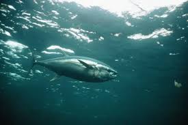 Image result for Thunnus maccoyii
