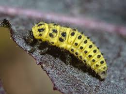 Attēlu rezultāti vaicājumam “Psyllobora vigintiduopunctata”