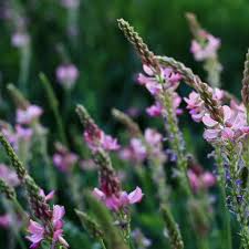 Attēlu rezultāti vaicājumam “Onobrychis arenaria fruit”