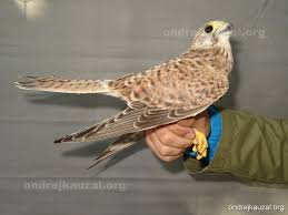 Attēlu rezultāti vaicājumam “Falco tinnunculus”