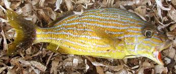 Image result for Haemulon sciurus