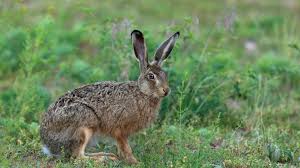 Attēlu rezultāti vaicājumam “Leporida”